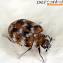 Beetle Pest Control Sydney logo